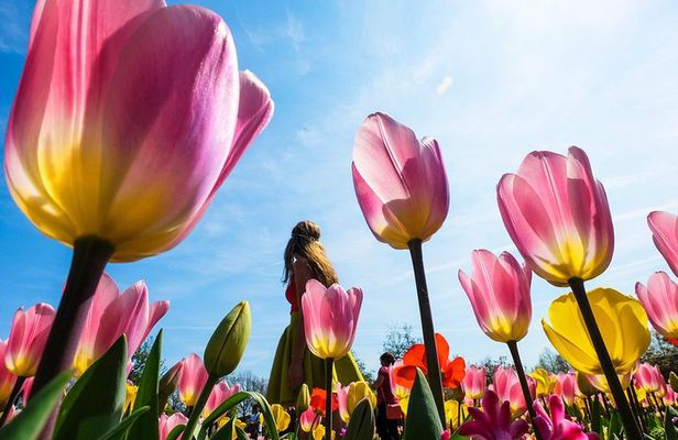 From Amsterdam: Keukenhof + Tulip Experience Tour