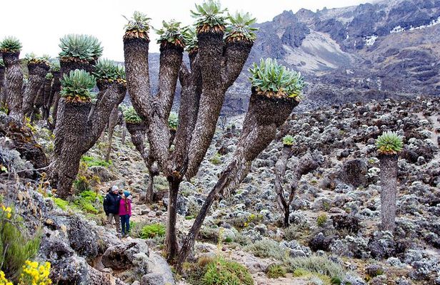 Climb Mount Kilimanjaro: 7 Days Machame Route