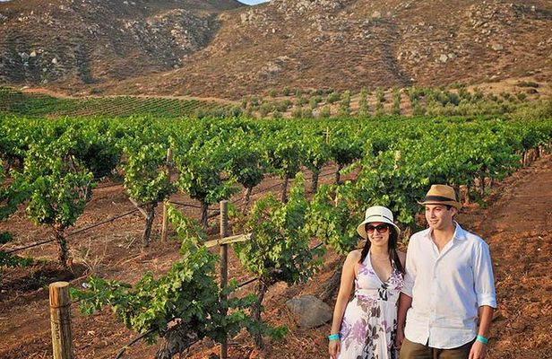 Wine tour valley of guadalupe