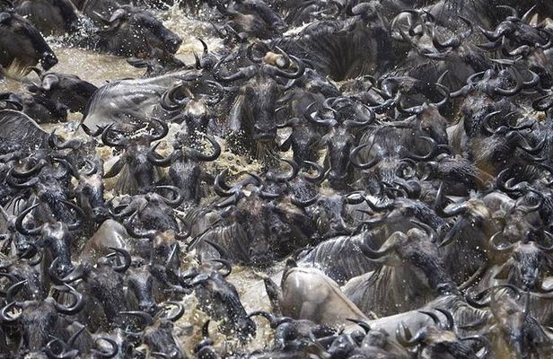 Great Migration Safari In Tanzania