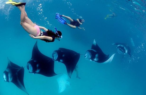 One Day Snorkeling Trip & West Tour Nusa Penida by Penidago