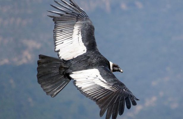 Full Day Condor Viewpoint & Inca Sites Tour - Private Service