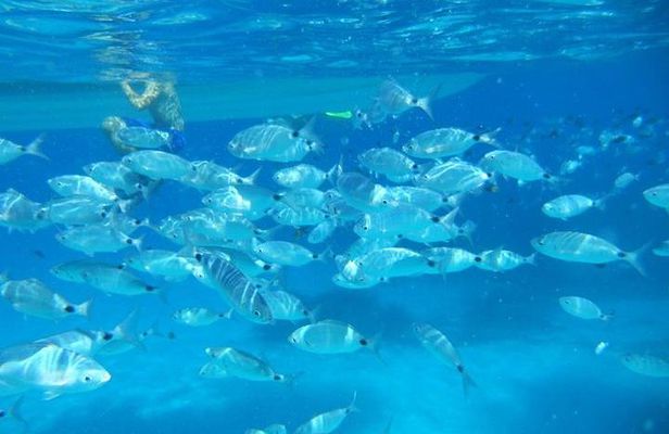 Snorkeling marine protected area Tavolara