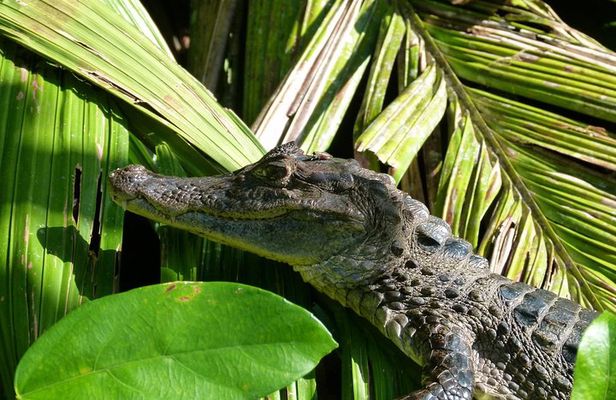Tortuguero Clasicos - 2 Tours: Canoe and day hike