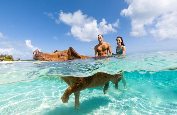 Sandy Toes Bahamas Original Swimming Pigs and Snorkeling