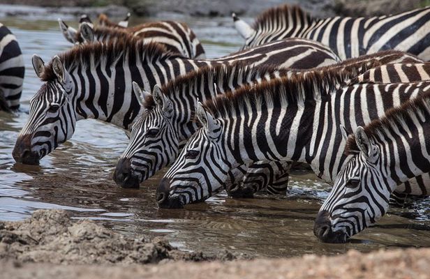 Introducing Kenya Safari Package
