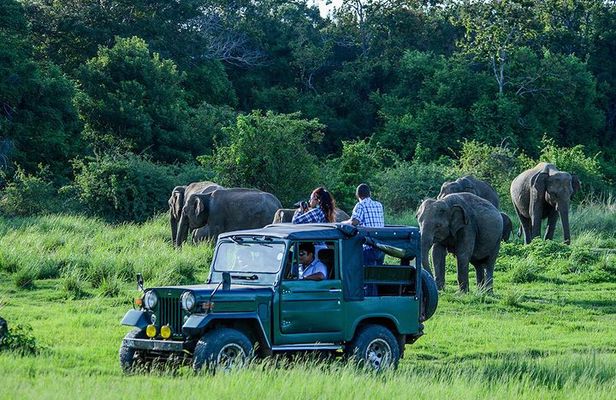 Private Trip to Sigiriya, Dambulla & safari from Colombo/ Negombo