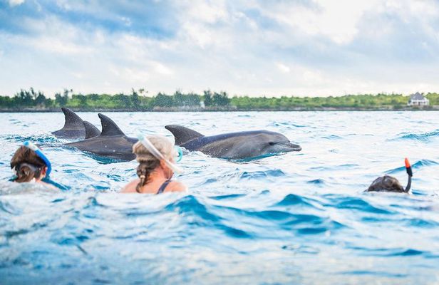 Kizimkazi Dolphin Tour