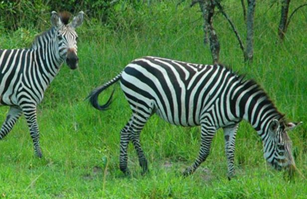 1 Day Lake Mburo National Park Short Safari from Kampala