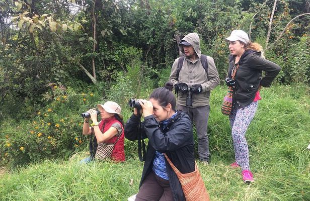 Birdwatching Private Tour at Chicaque Natural Park with Lunch