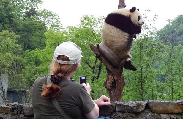 Mini Group: Half-Day Chengdu Pandas Guided Tour