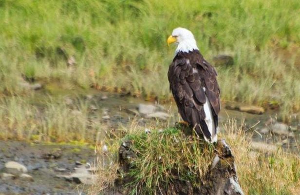 Ketchikan Shore Excursion: Eagle Sanctuary and Rainforest Wildlife Center