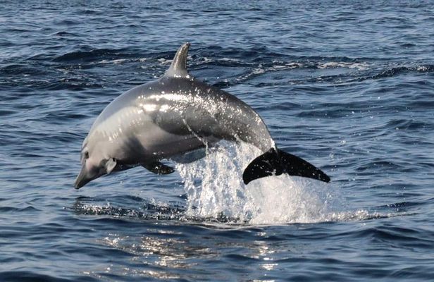 Dolphin Watching