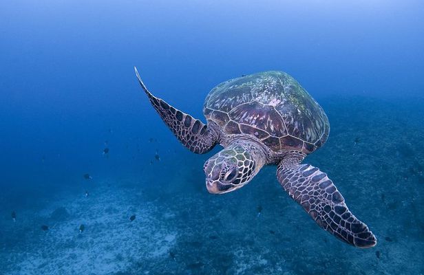 Scuba Diving in Yakushima island (for certified divers only)