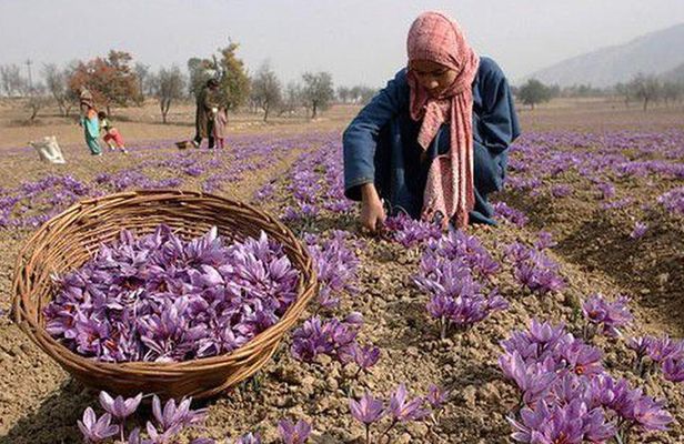 7 Days Romantic Kashmir Honeymoon Package with Houseboat Stay