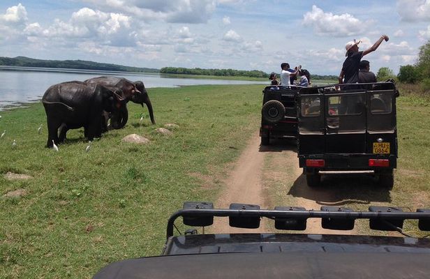 Day Tour from kandy to Sigiriya, Dambulla & National Park safari.