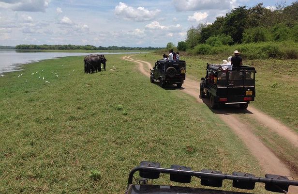Half Day - Minneriya National Park Safari Tour From Habarana/Sigiriya
