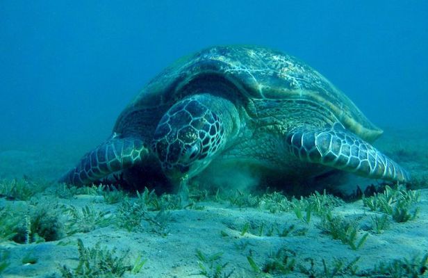 Sea turtles and sea cows while snorkeling in Port Ghalib