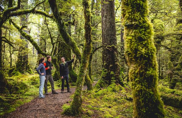 Full-Day Milford Sound Tour with Cruise and Walks from Te Anau