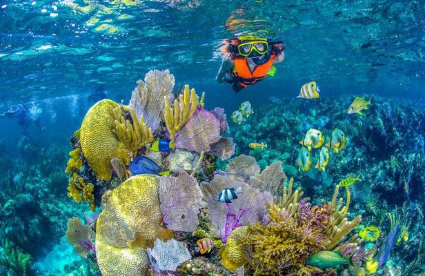 Reef Snorkel In National Park In Puerto Morelos With Lunch And Transportation