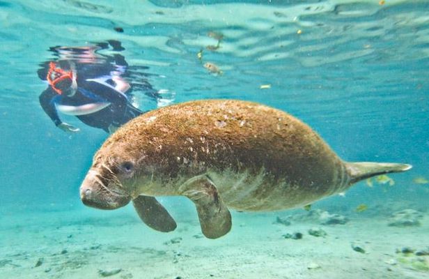 Swim with Manatees, State Park Adventure