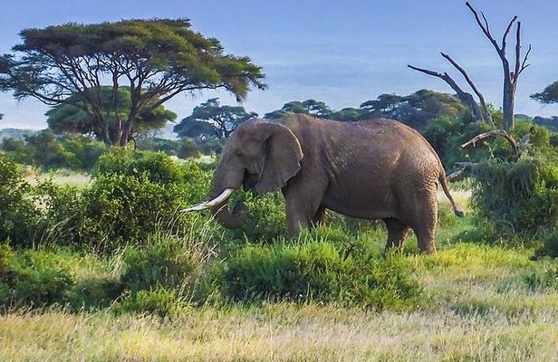 Full day tour to Amboseli National Park