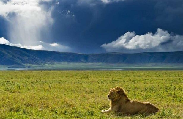 Ngorongoro Crater Day Trip