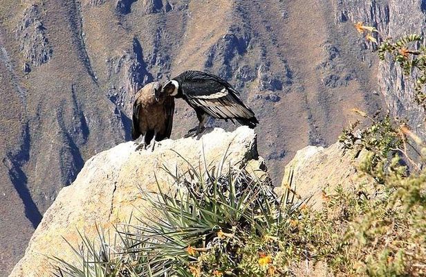Excursion to Colca Canyon 1 Day