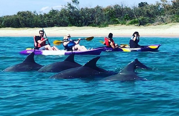 Gold Coast: Kayak & Snorkel Adventure with Marine Life