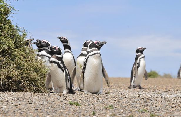 Cruise Shore Excursion Punta Tombo Tour - Puerto Madryn - Patagonia - Argentina