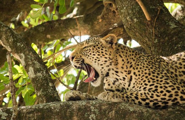 4 Day Budget Kruger National Park Safari