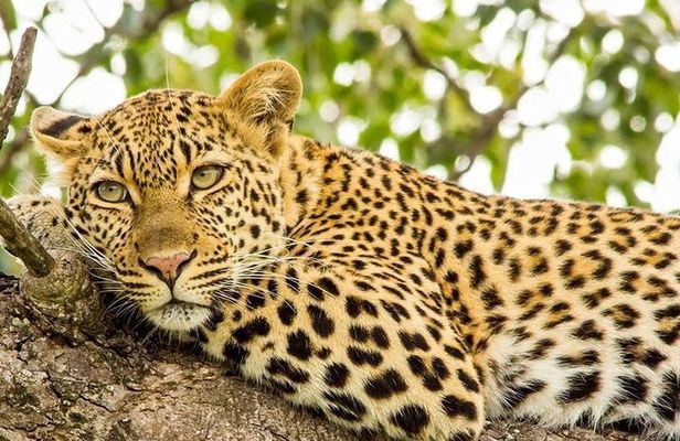 Full Day Safari - Kruger National Park