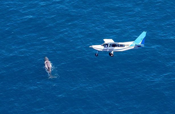 Kaikoura Whale Watching - Ultimate Experience