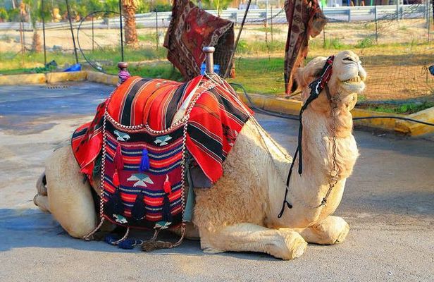 Palmeraie Quad Bikinig, and Camel Riding tour.