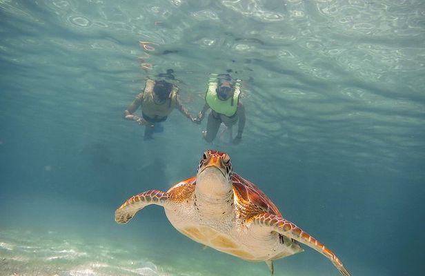 Tortugas & Cenotes Snorkel With Turtles Tour