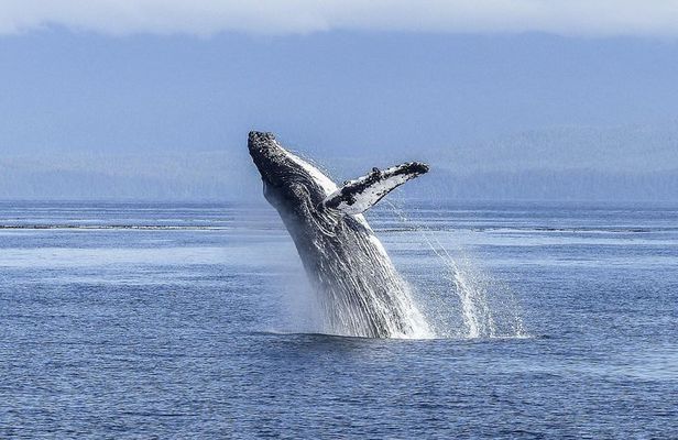 Whale Watching Tour from Cape Town