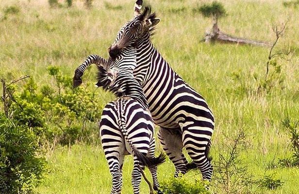3 Days 2 Nights Safari to Mikumi National Parks