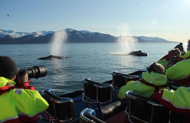 Original Big Whale Safari & Puffins Speedboat Tour from Húsavík
