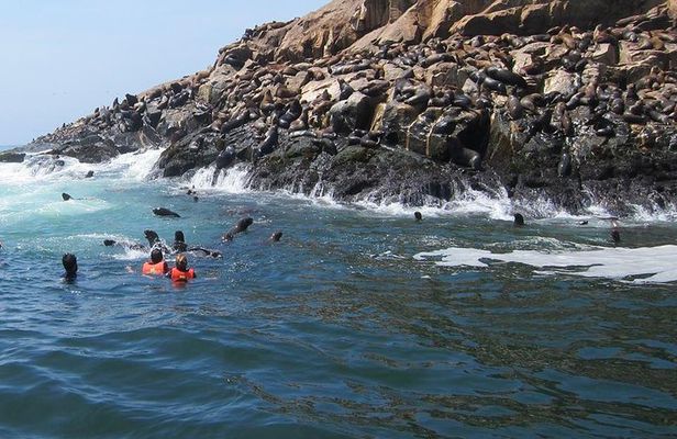 Lima: Palomino Islands Excursion & Swimming with Sea Lions with Hotel Transfers