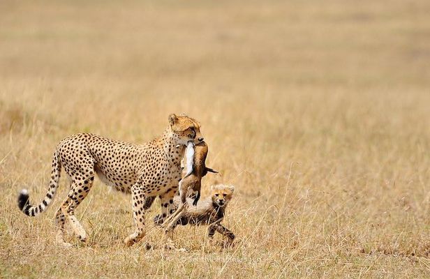 5 Day Serengeti, Tarangire, & Ngorongoro & Manyara Grass Root Safari.