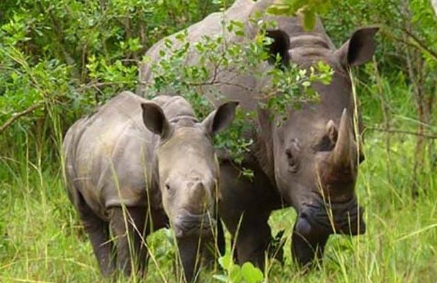 Ziwa Rhino Sanctuary