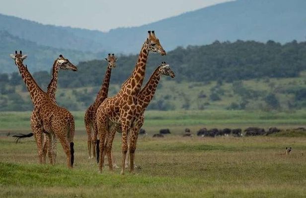 2-Day Akagera National Park Safari Adventure