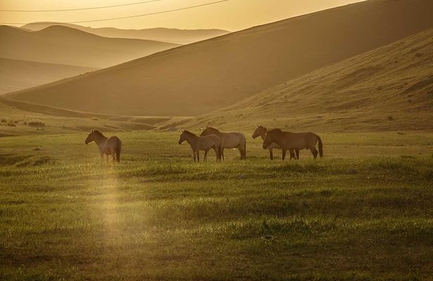 2 Days Tour: Khustai National Park