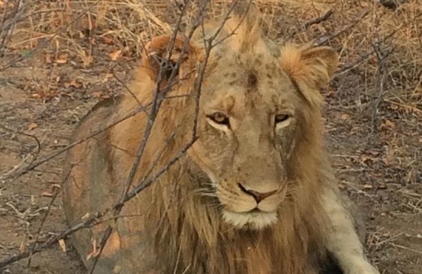 2 Days 1 Night Kruger Safaris from Maputo city