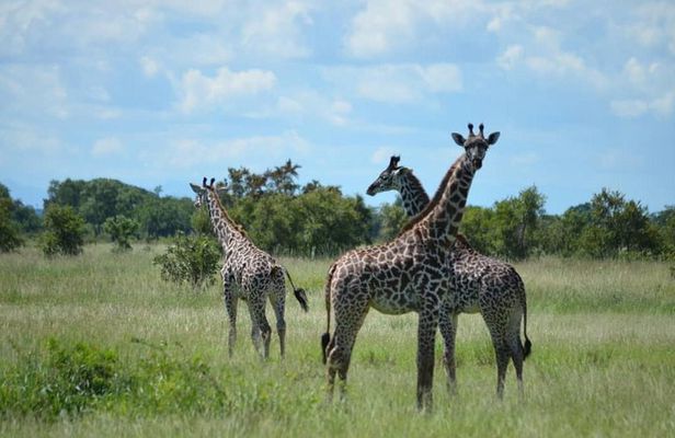 2 Days 1 Night Mikumi National Park from Dar es salaam