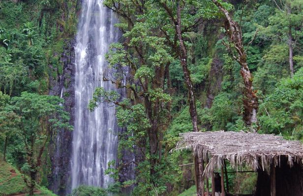 Day Trip Coffee Tour and Materuni Waterfalls