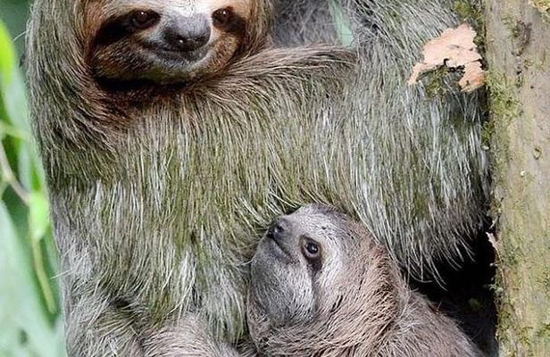 Goodman's Tour to the Sanctuary of Rescued Wild Animals