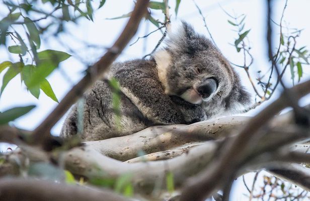 Great Ocean Road Grampians 2 Day Overnight Tour from Melbourne