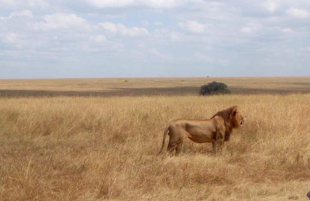 Daily departures 3 days masai mara by landcruiser