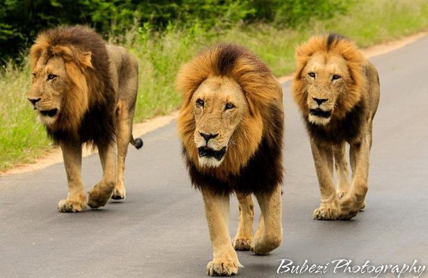 4 Day Bubezi Classic Safari & Panoramic Tour